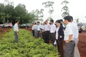 Sản phẩm 903332782493 — Cao Su Tân Triều - Công Ty TNHH Tân Triều — MST 3700691372