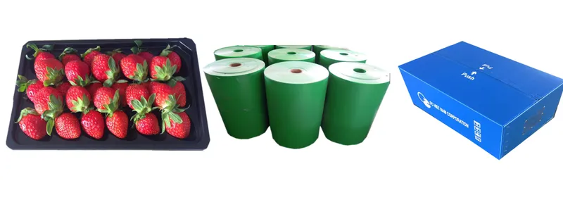 Sản phẩm 6 — Màng Nhựa PP, PS - Công Ty TNHH Mega Plastics Việt Nam — MST 3700767335