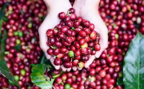 Sản phẩm ca phe — Phân Bón Đất Xanh - Công Ty Cổ Phần Sản Xuất Thương Mại Phân Bón Đất Xanh — MST 3700773346