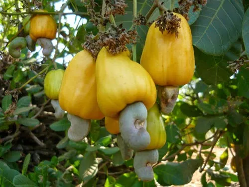 Sản phẩm dieu_14 — Phân Bón Đất Xanh - Công Ty Cổ Phần Sản Xuất Thương Mại Phân Bón Đất Xanh — MST 3700773346