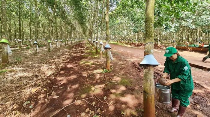Sản phẩm thi truong cao su — Phân Bón Đất Xanh - Công Ty Cổ Phần Sản Xuất Thương Mại Phân Bón Đất Xanh — MST 3700773346