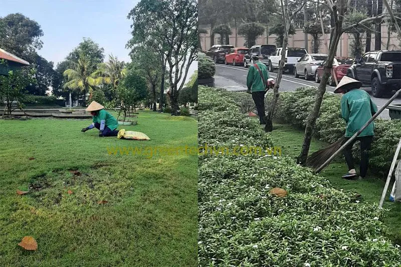 Sản phẩm Cham soc mang xanh — Công Ty Cổ Phần Dịch Vụ Công Nghệ Xanh — MST 3700798196