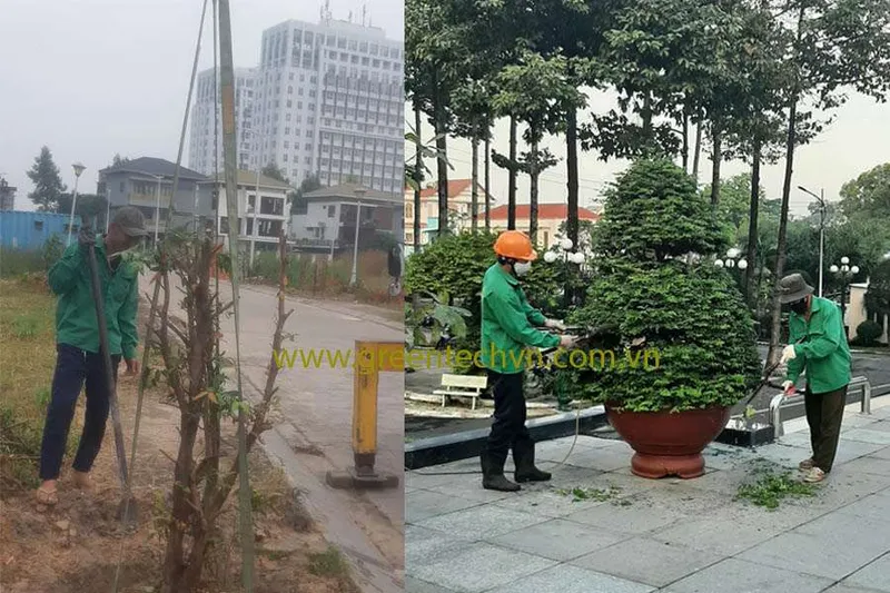 Sản phẩm Trong va cat tia cay xanh — Công Ty Cổ Phần Dịch Vụ Công Nghệ Xanh — MST 3700798196