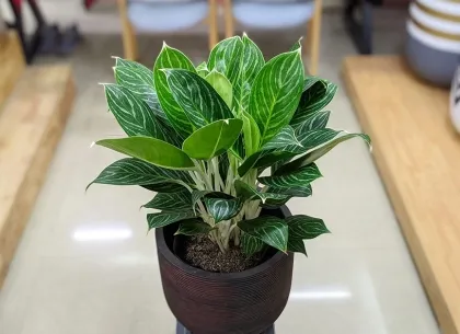 Sản phẩm cay bach ma hoang tu hop voi tuoi nao bffe6a30b55042c483e52dc71a2d4562 4942 — Công Ty TNHH Minh Hân — MST 3701193394