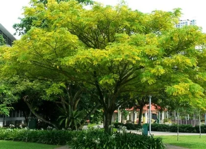 Sản phẩm cay bong mat it rung la14 3293 — Công Ty TNHH Minh Hân — MST 3701193394