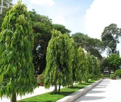 Sản phẩm cay hoang nam 3079 — Công Ty TNHH Minh Hân — MST 3701193394