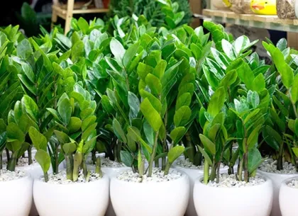 Sản phẩm cay kim tien phong thuy 22304725 4949 — Công Ty TNHH Minh Hân — MST 3701193394