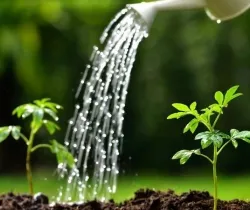 Sản phẩm tuoi nuoc dung cach cho vuon nha 7894 — Công Ty TNHH Minh Hân — MST 3701193394