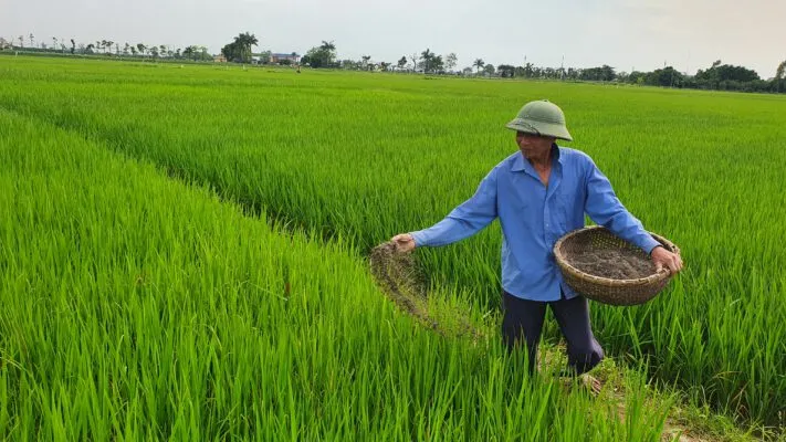 Sản phẩm bón phân cho lúa 711x400 — Công Ty TNHH Một Thành Viên Thương Mại Sản Xuất Việt Liên — MST 3701641871