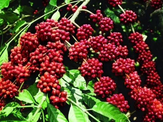 Sản phẩm cac loai cay ca phe pho bien o viet nam 532x400 — Công Ty TNHH Một Thành Viên Thương Mại Sản Xuất Việt Liên — MST 3701641871