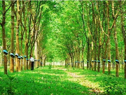Sản phẩm cay cao su — Công Ty TNHH Một Thành Viên Thương Mại Sản Xuất Việt Liên — MST 3701641871