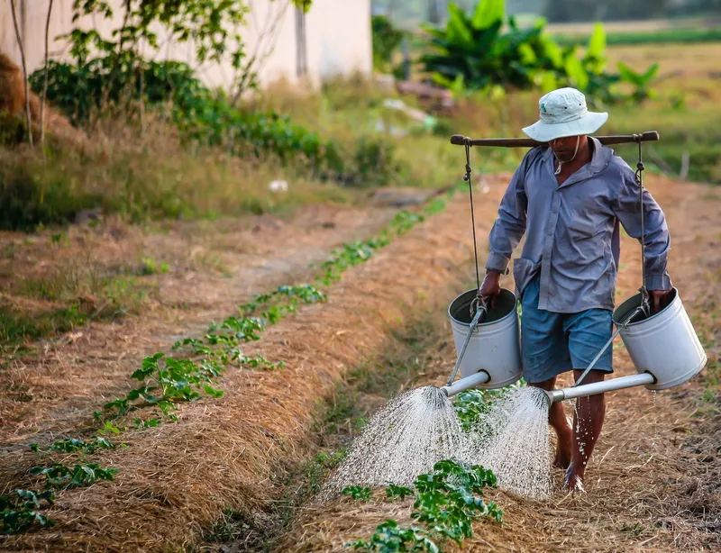 Sản phẩm adult agriculture backyard planting 162637 — Công Ty TNHH MTV Rồng Đỏ — MST 3701662670