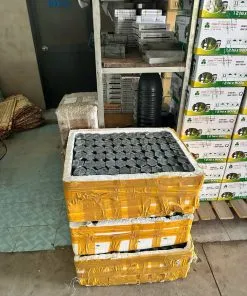 Sản phẩm z6167856157847_81ccea3edb6419d9364423bb040ab66f 247x296 — Vật Tư Cao Su Xuân Hồng - Công Ty TNHH Một Thành Viên Sản Xuất Thương Mại Dịch
Vụ Thanh Xuân Hồng — MST 3701852022