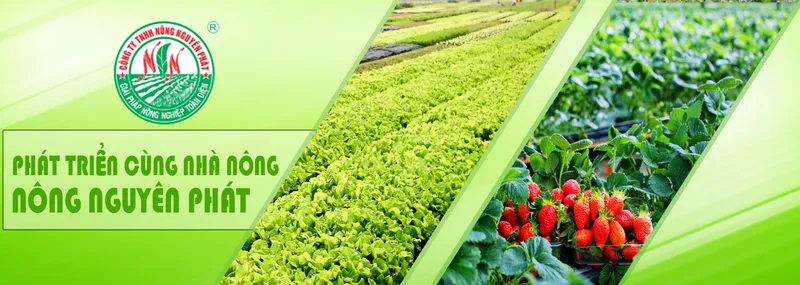 Sản phẩm 570930101795357_1349x480 — Công Ty TNHH Sản Xuất Thương Mại Và Dịch Vụ Nông Nguyên Phát — MST 3701977991
