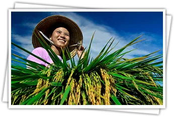 Sản phẩm imggt 9024_346x234 — Công Ty TNHH Sản Xuất Thương Mại Và Dịch Vụ Nông Nguyên Phát — MST 3701977991