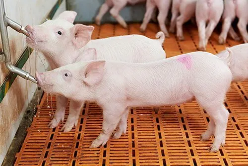 Sản phẩm animal health home — Công Ty TNHH Thương Mại Dịch Vụ Ninh Phượng — MST 3702004297