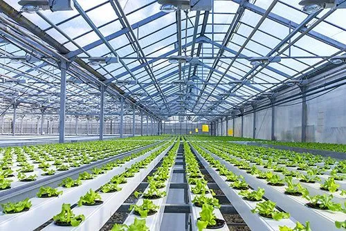 Sản phẩm hydroponics home — Công Ty TNHH Thương Mại Dịch Vụ Ninh Phượng — MST 3702004297