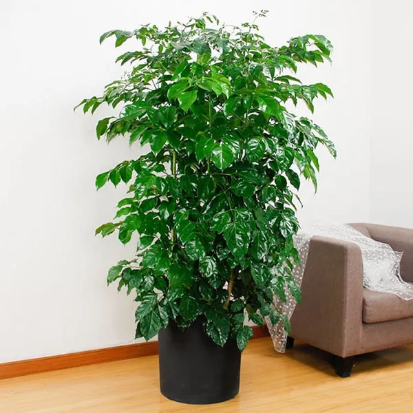 Sản phẩm cay hạnh phúc — Công Ty TNHH Thương Mại Dịch Vụ Cây Xanh Nguyễn Lê — MST 3702068660