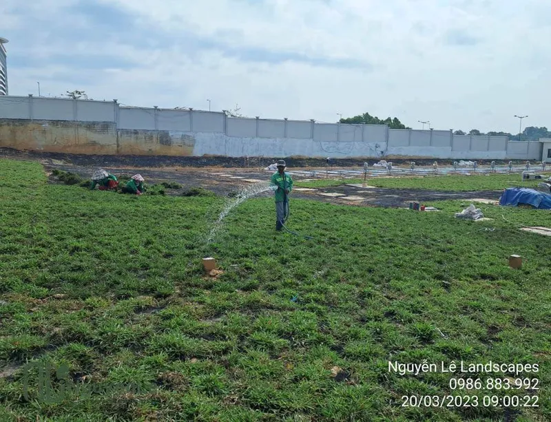 Sản phẩm cay xanh nguyen le dich vu cay xanh binh duong 30 1 — Công Ty TNHH Thương Mại Dịch Vụ Cây Xanh Nguyễn Lê — MST 3702068660