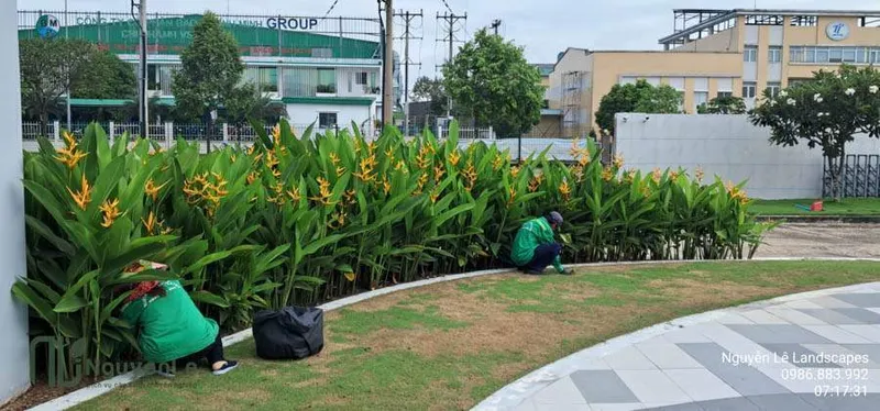 Sản phẩm cay xanh nguyen le dich vu cay xanh binh duong 4 9 — Công Ty TNHH Thương Mại Dịch Vụ Cây Xanh Nguyễn Lê — MST 3702068660