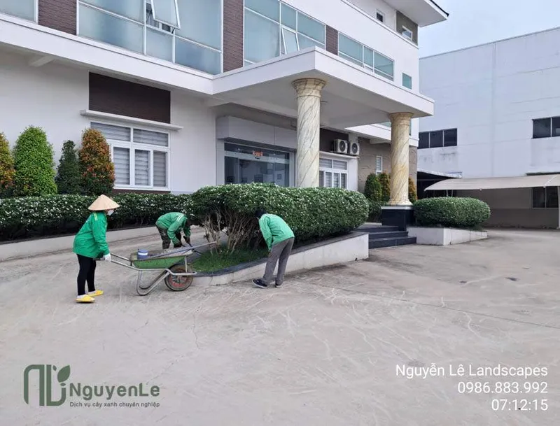 Sản phẩm cay xanh nguyen le dich vu cay xanh binh duong 6 10 — Công Ty TNHH Thương Mại Dịch Vụ Cây Xanh Nguyễn Lê — MST 3702068660