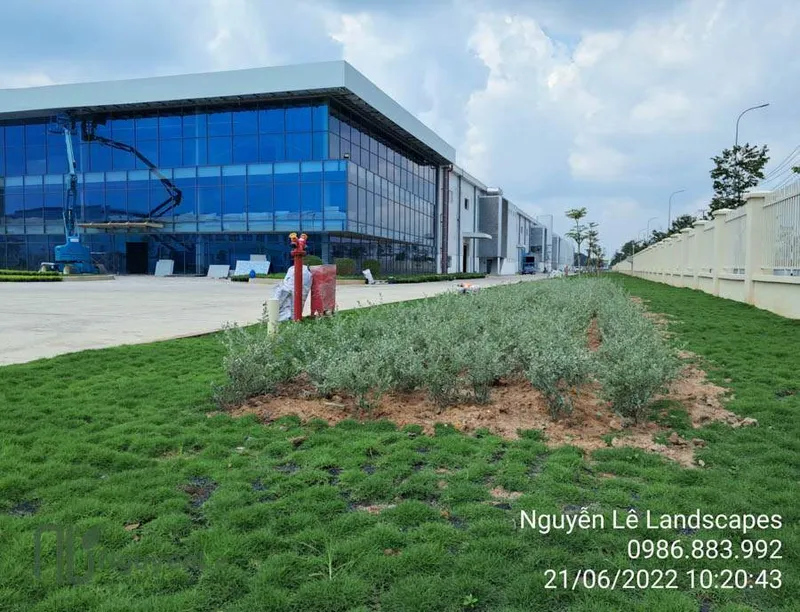Sản phẩm cay xanh nguyen le dich vu cay xanh binh duong 63 — Công Ty TNHH Thương Mại Dịch Vụ Cây Xanh Nguyễn Lê — MST 3702068660
