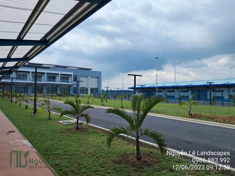 Sản phẩm cay xanh nguyen le dich vu cay xanh binh duong 95 — Công Ty TNHH Thương Mại Dịch Vụ Cây Xanh Nguyễn Lê — MST 3702068660