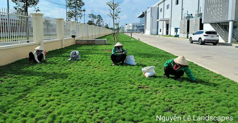 Sản phẩm service 19 — Công Ty TNHH Thương Mại Dịch Vụ Cây Xanh Nguyễn Lê — MST 3702068660