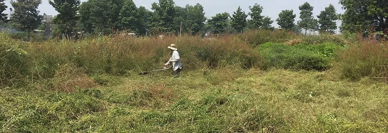 Sản phẩm service 21 — Công Ty TNHH Thương Mại Dịch Vụ Cây Xanh Nguyễn Lê — MST 3702068660