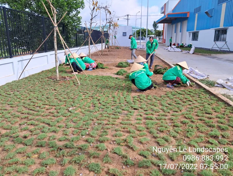 Sản phẩm service 22 scaled — Công Ty TNHH Thương Mại Dịch Vụ Cây Xanh Nguyễn Lê — MST 3702068660