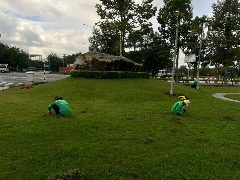 Sản phẩm z6971863027561_cc81030e6648ef3863a3353a2eec7c8c — Công Ty TNHH Thương Mại Dịch Vụ Cây Xanh Nguyễn Lê — MST 3702068660