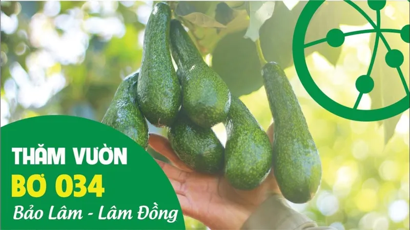 Sản phẩm THAM QUAN VUON BO 034 NGON DEO BEO — Nông Sản Nam Vạn Long - Công Ty TNHH Nam Vạn Long — MST 3702200615