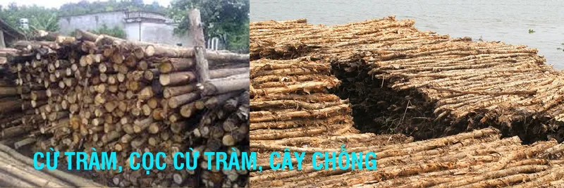 Sản phẩm cutramcoccutramcaychong 5572_1349x450 — Pallet Gỗ Phú Minh Trí - Công Ty TNHH Công Nghiệp Phú Minh Trí — MST 3702308369