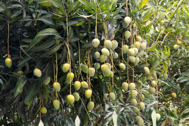 Sản phẩm la lung voi duong pho toan cay xoai qua sai triu canh — Công Ty TNHH Thiết Kế Xây Dựng Phúc Lộc — MST 3702466069