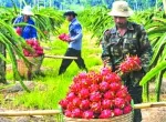 Sản phẩm nhung luu y quan trong can nho khi van tai nong san01312 — Vận Tải Bá Ngọc - Công Ty TNHH Thương Mại Dịch Vụ Vận Tải Bá Ngọc — MST 3702512300