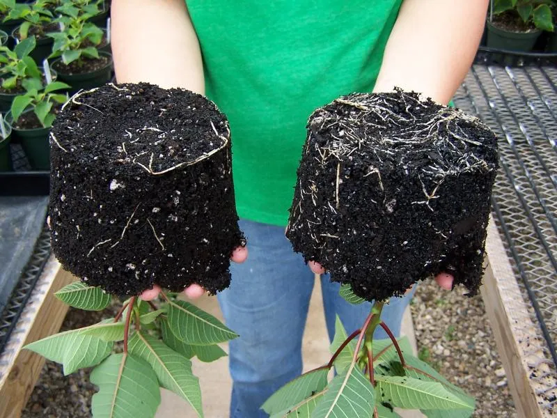 Sản phẩm biochar dat biochar chat cai tao dat (1)674643081340 — Công Ty Trách Nhiệm Hữu Hạn Một Thành Viên Xuất Nhập Khẩu Than Tự Nhiên Và Than
Sinh Học — MST 3702522588