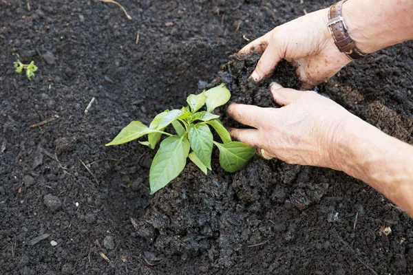 Sản phẩm biochar dat biochar chat cai tao dat (4)020786826602 — Công Ty Trách Nhiệm Hữu Hạn Một Thành Viên Xuất Nhập Khẩu Than Tự Nhiên Và Than
Sinh Học — MST 3702522588