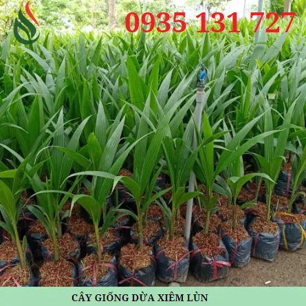 Sản phẩm Screenshot 2024 10 15 152925185317876763 — Công Ty Trách Nhiệm Hữu Hạn Một Thành Viên Xuất Nhập Khẩu Than Tự Nhiên Và Than
Sinh Học — MST 3702522588