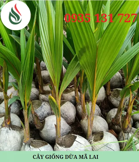 Sản phẩm Screenshot 2024 10 15 161503897580345373 — Công Ty Trách Nhiệm Hữu Hạn Một Thành Viên Xuất Nhập Khẩu Than Tự Nhiên Và Than
Sinh Học — MST 3702522588