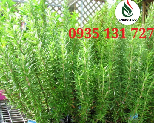 Sản phẩm Screenshot 2024 10 16 091802701177883633 — Công Ty Trách Nhiệm Hữu Hạn Một Thành Viên Xuất Nhập Khẩu Than Tự Nhiên Và Than
Sinh Học — MST 3702522588