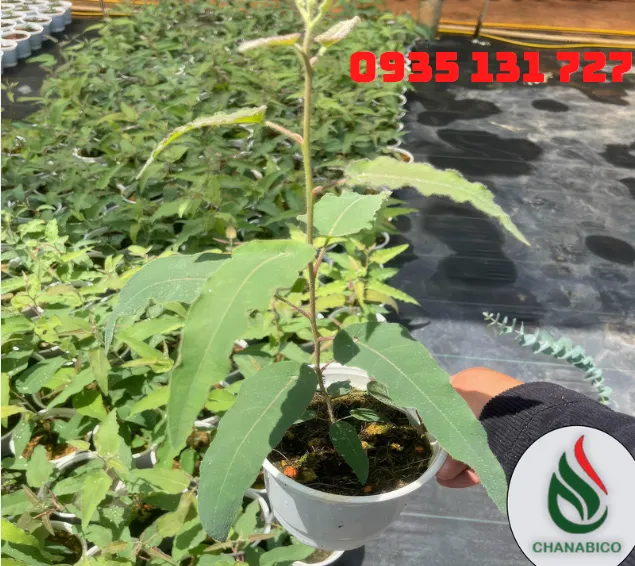 Sản phẩm Screenshot 2024 10 17 135644115624625203 — Công Ty Trách Nhiệm Hữu Hạn Một Thành Viên Xuất Nhập Khẩu Than Tự Nhiên Và Than
Sinh Học — MST 3702522588