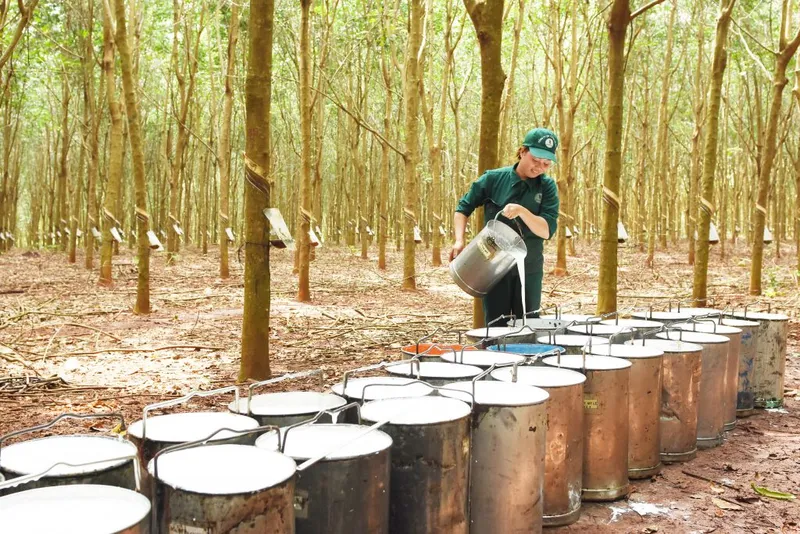 Sản phẩm cao su 1762833521 — Vật Tư Cao Su Dương Thành Danh - Công Ty TNHH Sản Xuất Thương Mại Vật Tư Nông
Nghiệp Dương Thành Danh — MST 3702526159
