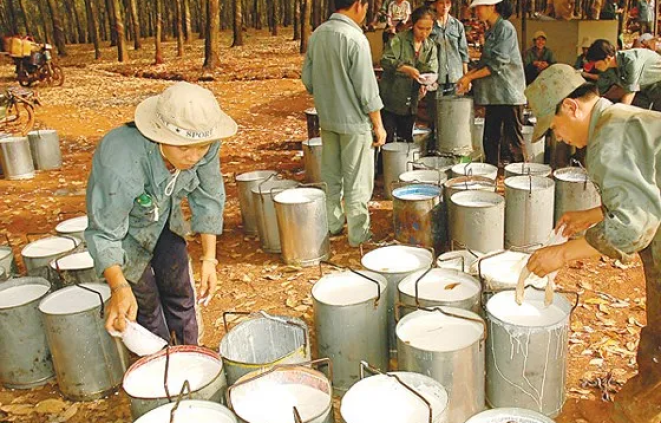 Sản phẩm images673932mu cao suoazsjpg 1762767206.webp — Vật Tư Cao Su Dương Thành Danh - Công Ty TNHH Sản Xuất Thương Mại Vật Tư Nông
Nghiệp Dương Thành Danh — MST 3702526159
