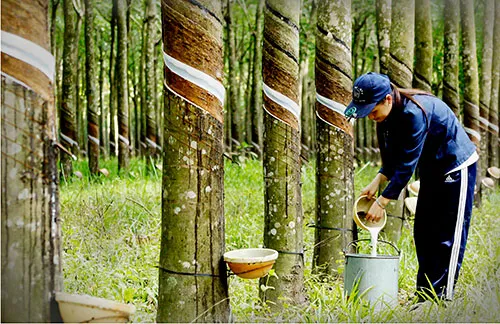 Sản phẩm t7 1762833471 — Vật Tư Cao Su Dương Thành Danh - Công Ty TNHH Sản Xuất Thương Mại Vật Tư Nông
Nghiệp Dương Thành Danh — MST 3702526159