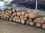 Sản phẩm 1 42 — Gỗ Nam Bắc - Công Ty TNHH Thương Mại Xuất Nhập Khẩu Gỗ Nam Bắc — MST 3702588074