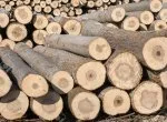 Sản phẩm 10 8555 — Gỗ Nam Bắc - Công Ty TNHH Thương Mại Xuất Nhập Khẩu Gỗ Nam Bắc — MST 3702588074