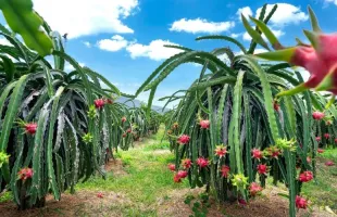 Sản phẩm dragon fruit farming in kenya 1000x500 1736831361 — Thùng Phuy Trường Thắng - Công Ty TNHH Thương Mại Xuất Nhập Khẩu Trường Thắng — MST 3702618554