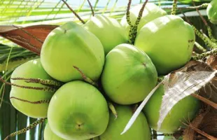 Sản phẩm th 3 1736835842 — Thùng Phuy Trường Thắng - Công Ty TNHH Thương Mại Xuất Nhập Khẩu Trường Thắng — MST 3702618554
