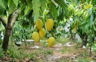 Sản phẩm th 4 1736836071 — Thùng Phuy Trường Thắng - Công Ty TNHH Thương Mại Xuất Nhập Khẩu Trường Thắng — MST 3702618554