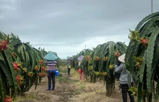 Sản phẩm z6203600380243c0e8b9d16158a4e9a58c92afa366792c 1736919968 — Thùng Phuy Trường Thắng - Công Ty TNHH Thương Mại Xuất Nhập Khẩu Trường Thắng — MST 3702618554